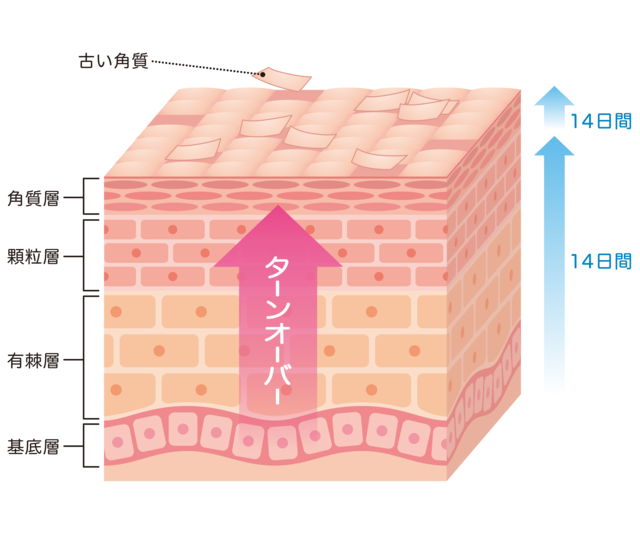 ターンオーバー28日周期をあらわすイラスト