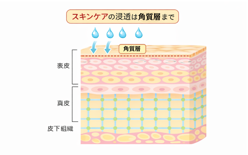 肌の断面図イラスト。スキンケアは角質層までしか浸透しないことを表したイラスト。