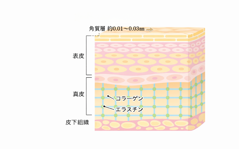 肌の構想のイラスト。表皮（いちばん側）・真皮・皮下組織の3層からなり、表皮の一番外側が角質層。厚さは0.01～0.03㎜程度。バリア機能の役割を果たす。