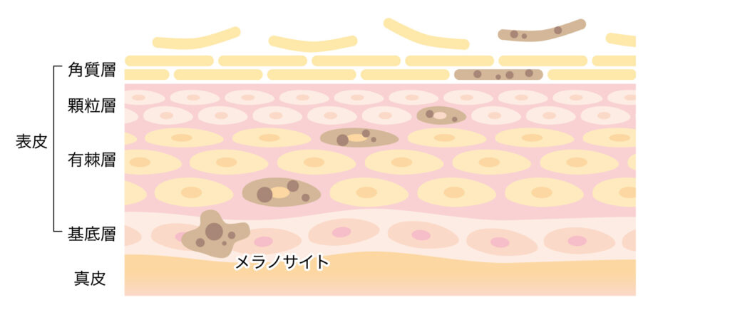 メラニンが作られる表皮（基底層）と肌の構造を示した図