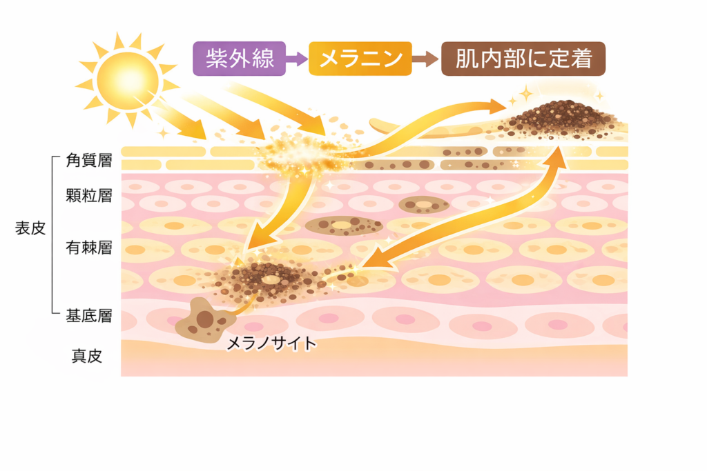 紫外線でメラニンが作られ、肌内部に定着する仕組み